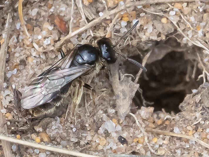 Halictus sp (Furrow Bee).jpg